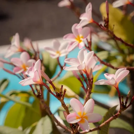 Majanicho Rock - With Heated Pool Villa